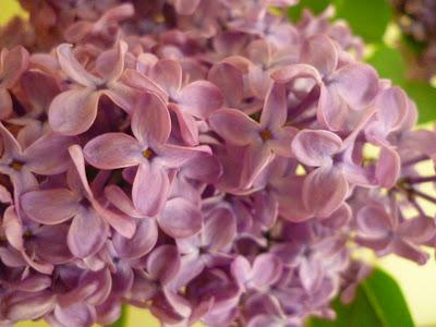 Delicate Lilac flowers