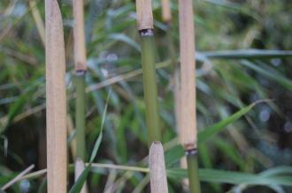 Pleioblastus linearis Cane (04/04/2015, Kyoto Botanic Gardens, Kyoto, Japan)
