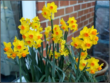 Caring for your bulbs