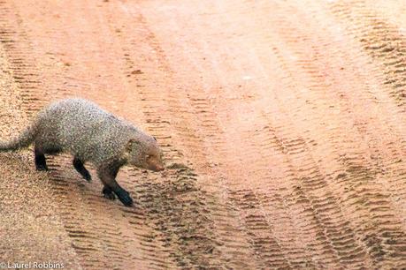 The ruddy mongoose is one of Sri Lanka's and India's endemic wildlife species. 