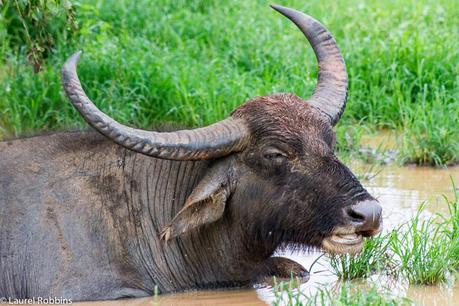 Water buffalo are just one of the wildlife species found in Yala, Sri Lanka.