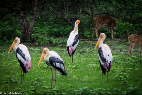Painted storks are birds found in  Sri Lanka and in the tropical wetlands of Asia