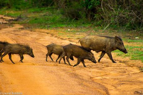 Wild boar crossing a road in Yala, Sri Lanka.
