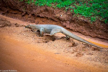 A huge lizard crossing the road in Yala, Sri Lanka.