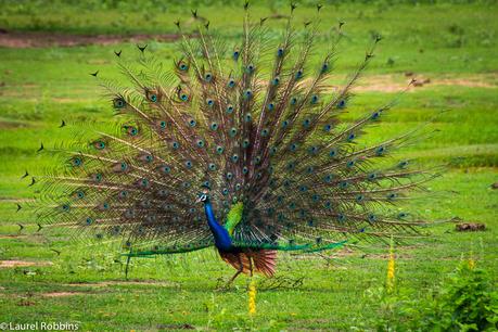 a peacock is a common bird of Sri Lanka