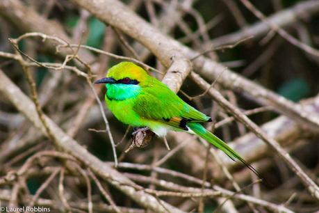 The Green bee-eater is one of the most common birds of Sri Lanka.