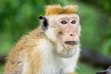 A Toque macaque in Yala Sri Lanka, one of several monkey species found there.