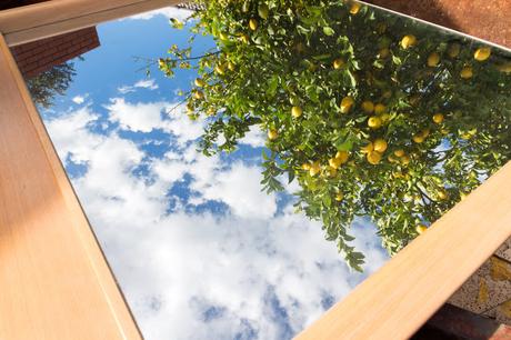lemon tree reflected in mirror