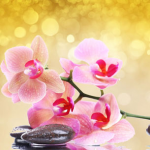 Natures Garden New Fragrance Oils Pink Orchid and Amber