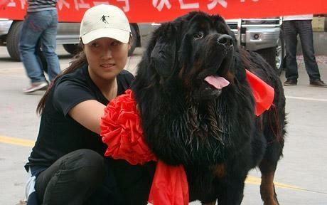 Consumer taste change !!! - Tibetan Mastiff fad falls in China !!!!
