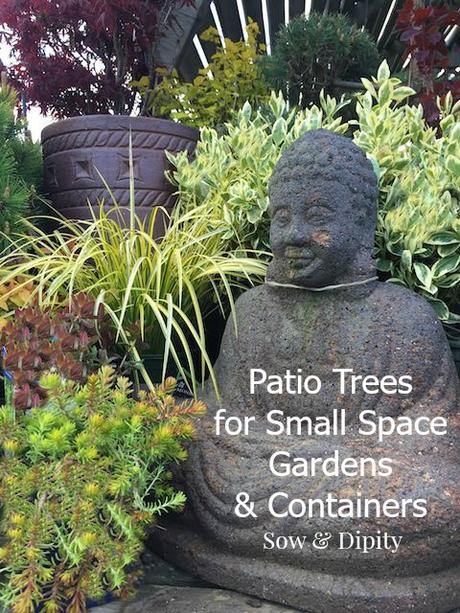 Patio Trees for Small Gardens