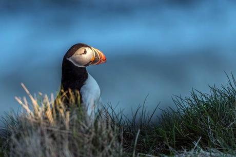 Puffin-Iceland