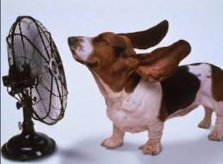 hot day doggie fan