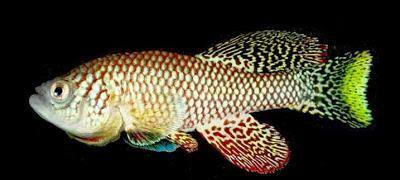 Killifish, which does not follow fish rules and survives without water !!!