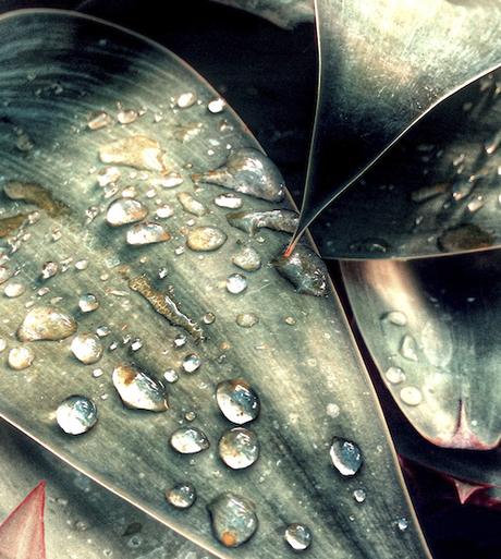 Agave Dewdrops © lynette sheppard