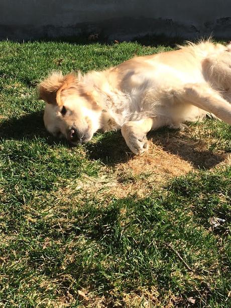 dog rolling in grass monday mischief