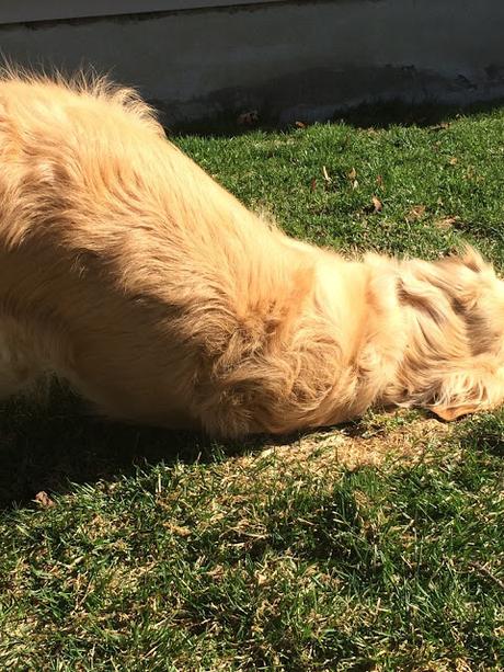 Dog doing grass rolls Monday Mischief