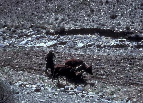 Pakistan: Visit to CHITRAL and KALASH VALLEY, Part 1: From the Memoir of Carolyn T. Arnold