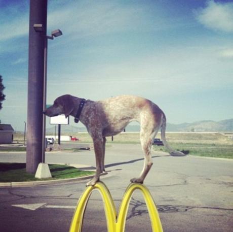 Top 10 Images of Maddie The Dog Balancing on Things