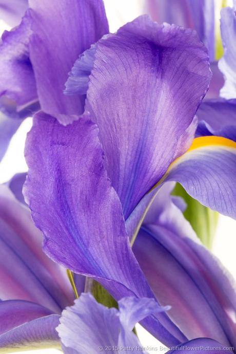 Iris Petals © 2015 Patty Hankins