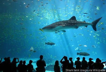 Georgia_Aquarium-shark-tank