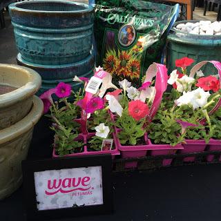 Summer Gardening Tips and Trends from Wave Petunias