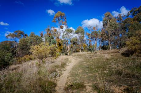 blue sky above goldfields track