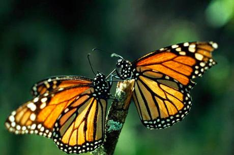 Chaos theory ~ Monarch butterfly - white ones at Nepal ~ and tragic Romanian selfie