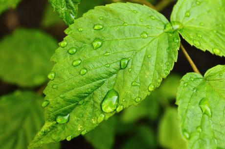 raindrops leaf