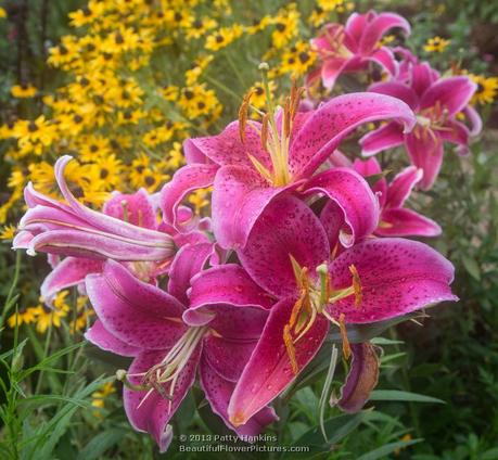 Pink Lilies with Black Eyed Susans © 2013 Patty Hankins