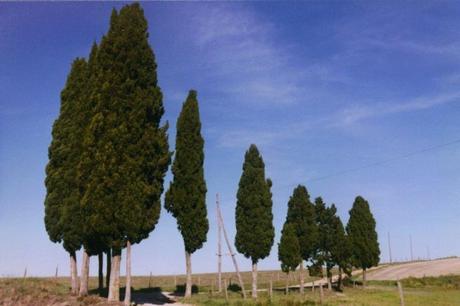 Cypress tress enroute to Montalcino