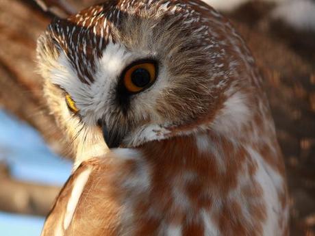 Derek Stout's Saw-Whet Owl was honorable mention in the Wildlife category