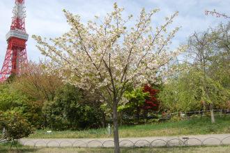 Prunus lannesiana (18/04/2015, The Prince Park, Tokyo, Japan)