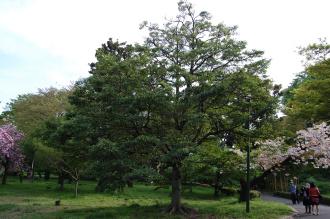 Magnolia compressa (18/04/2015, Imperial Palace East Garden, Tokyo, Japan)