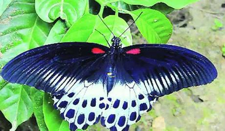 Blue Mormon becomes the State Butterfly of Maharashtra