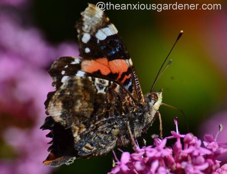 Red admiral butterfly  (2)