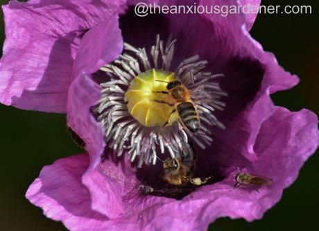 Honeybees in Opium poppy (2)