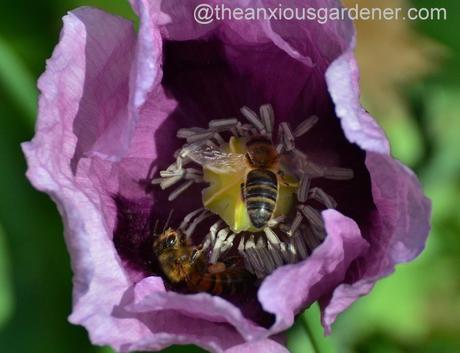 Honeybees in Opium poppy (1)
