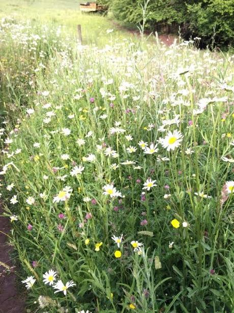 Wildflower meadows grow at the edge the gardens