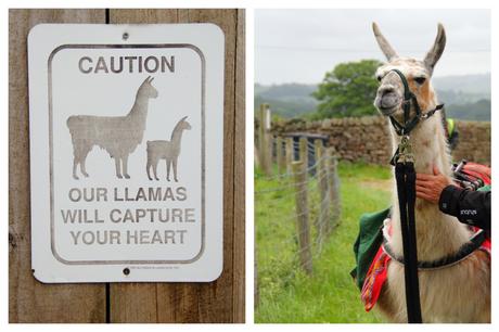 Caution Nidderdale Llamas