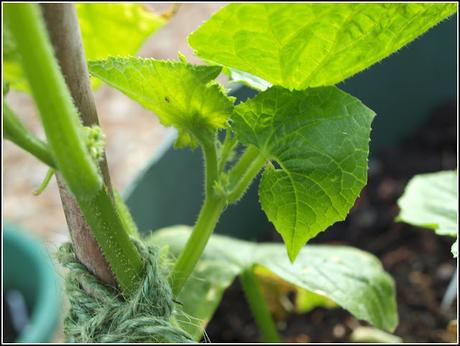The self-pinching Cucumber