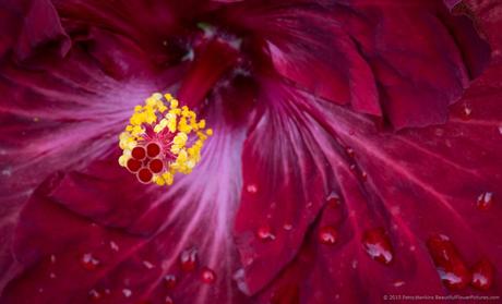 Center of a Kiss & Tell Hibiscus © 2015 Patty Hankins