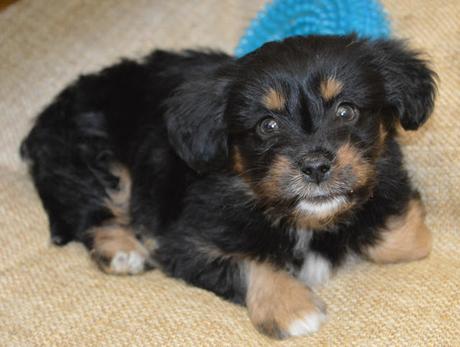 Meet Piper the Puppy! Meet Piper the Puppy!