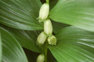 Polygonatum humile Flower (23/05/2015, Kew Gardens, London)
