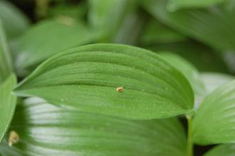 Polygonatum humile Leaf (23/05/2015, Kew Gardens, London)