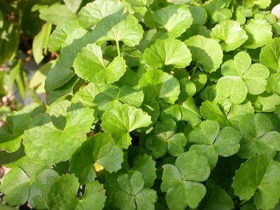 Herb Centella asiatica. Herb Centella asiatica.