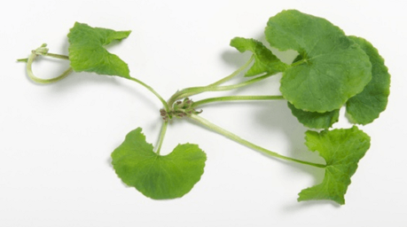 Herb Centella asiatica. Herb Centella asiatica.