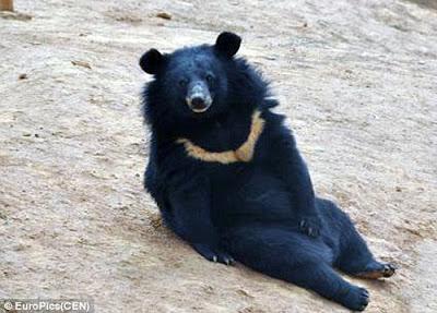 Chinese man realises his pet is a bear .... not a dog !!