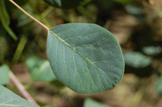 Cotinus coggygria  Leaf (03/07/2015, Walworth, London)