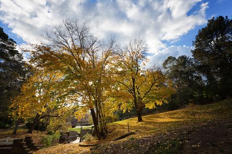 autumn trees hepburn springs
